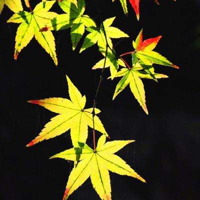 葵花宝典360手游下载